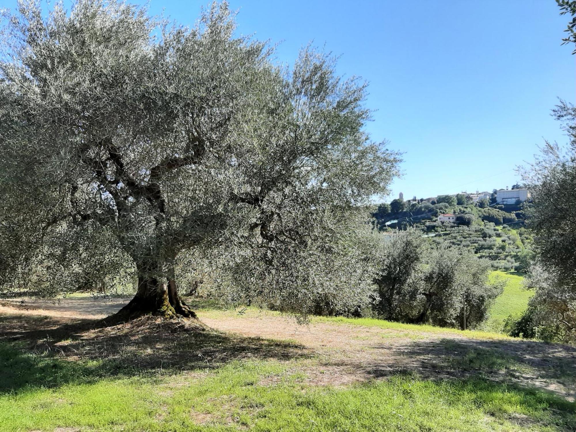 Montebello Degli Olivi Chiusi Luaran gambar